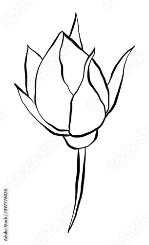 Hand drawn Rose Vector Illustration in black and white