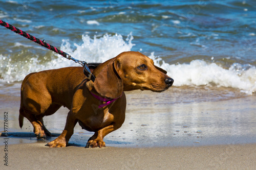 Dachshund on the shore of the blue sea. Dog on a leash. Holidays with a pet