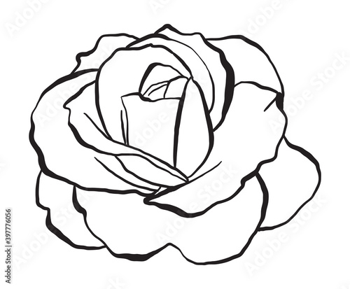 Hand drawn Rose Vector Illustration in black and white