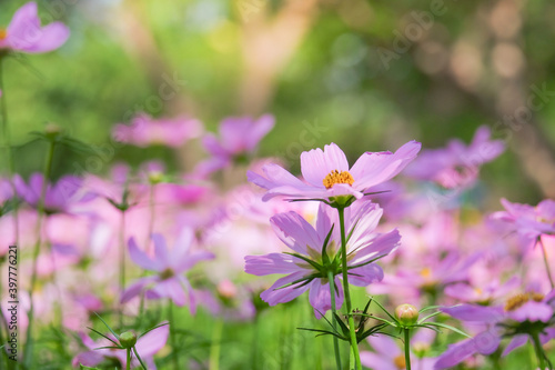 Pink cosmos flower blooming in the field, beautiful cosmos flowers in garden at suanluang rama 9.