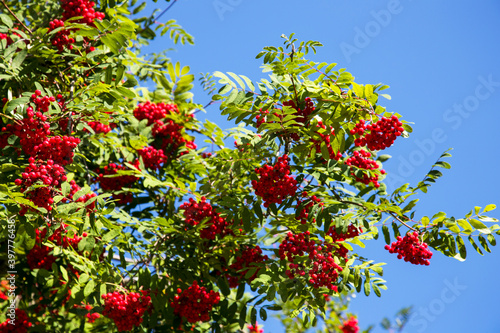 Foto Colorful rowanberry fruits on the rowan tree