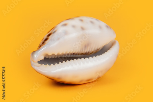 Sea shell on yellow background. Summer. Sea
