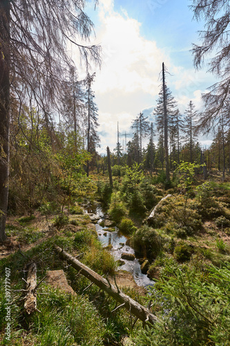 Landscape of Harz National Park in Germany - Dying woods, moors and footpaths.