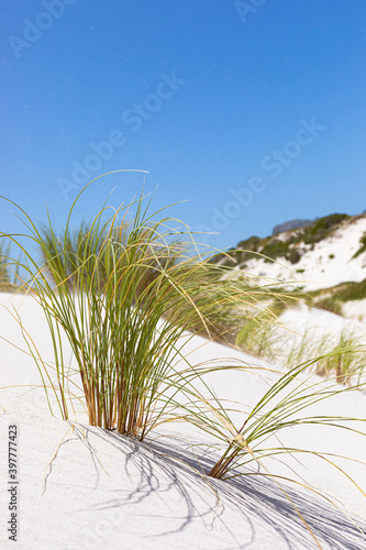 Coastal sand dune landscape of Fish Hoek, Cape Town