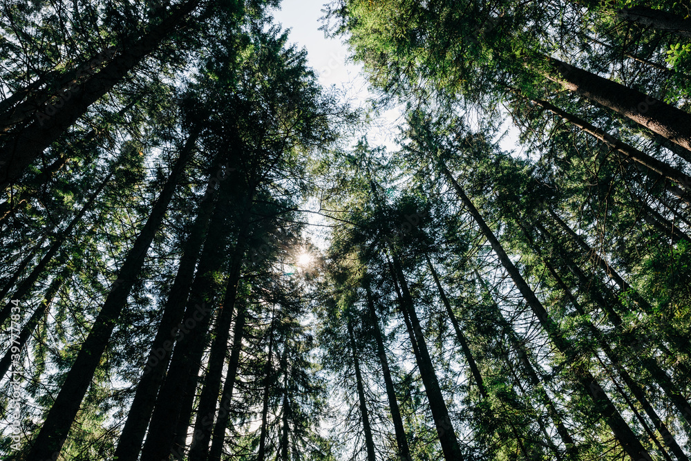 Fototapeta premium View of the pine tree tops in daylight