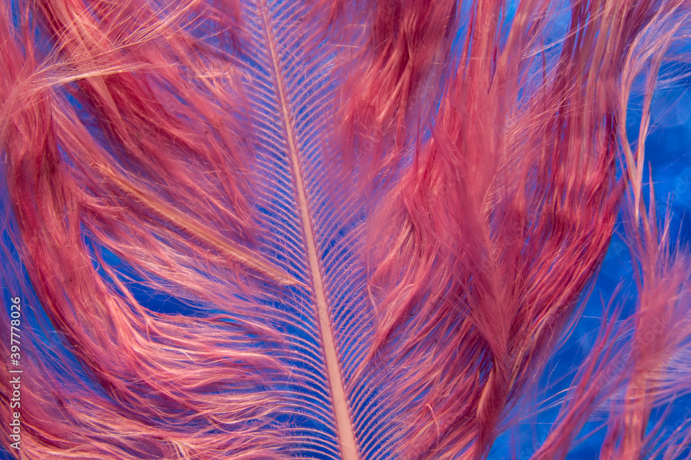 Fototapeta premium fluff of bird feather on blue glittering background