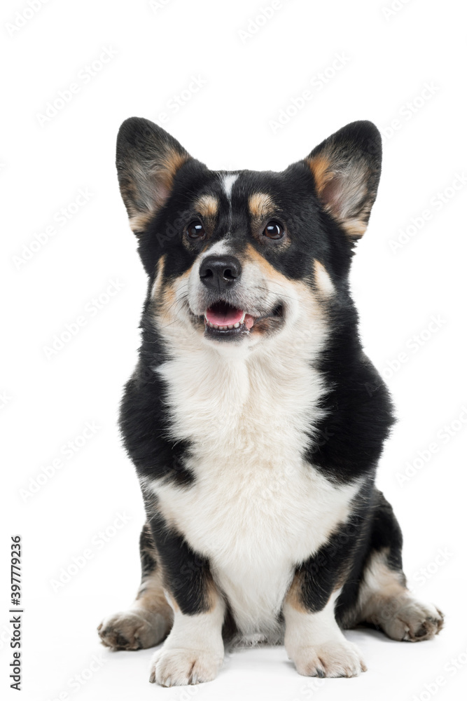 dog welsh corgi pembroke with open mouth on a white background. The pet smiles.
