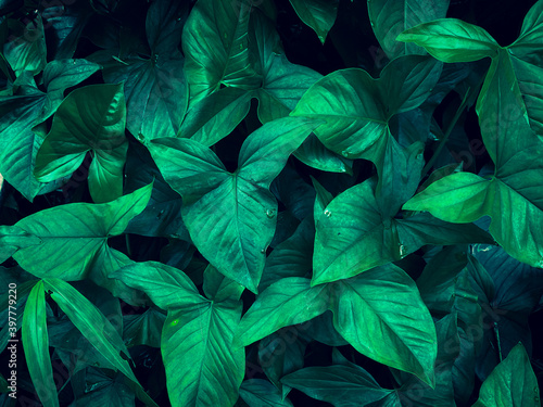 Abstract green leaves texture.