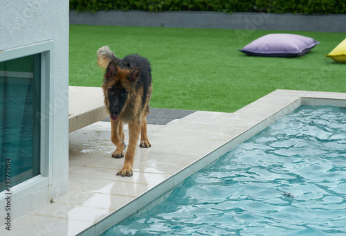 dog play near pool side with motion blur photo