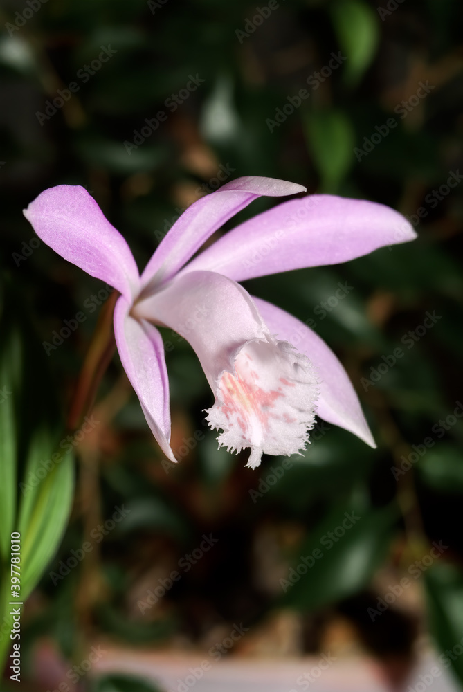 Taiwan Pleione (Pleione formosana) in greenhouse