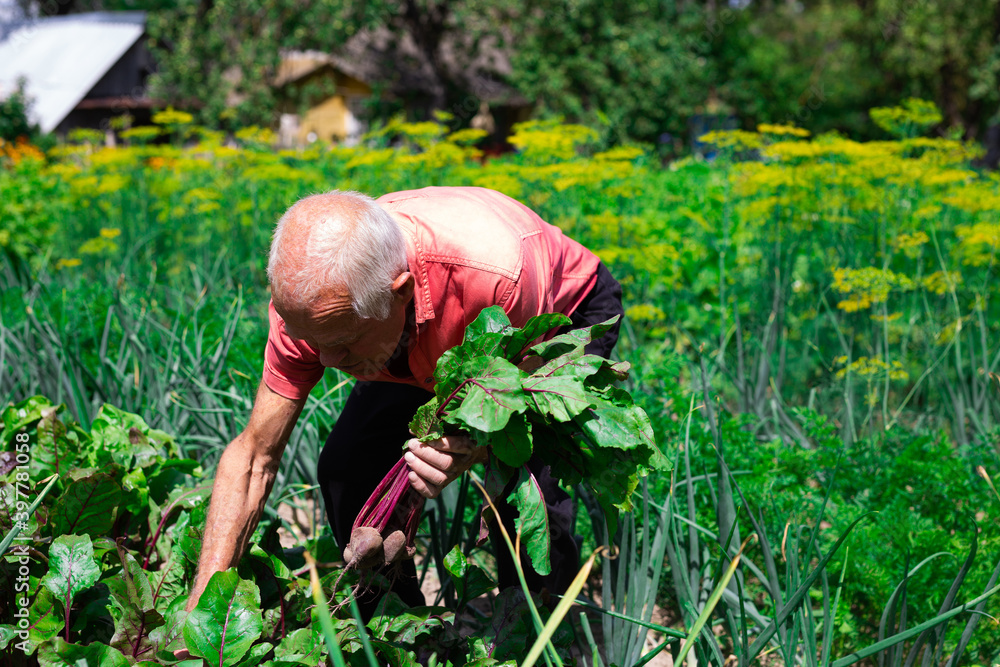 Fototapeta premium man farmer unhappy with the beet harvest in the village