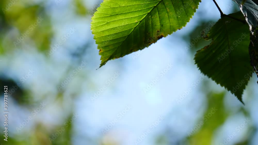 Autumn alder tree green leaves blowing in breeze Autumn alder tree green leaves blowing in breeze