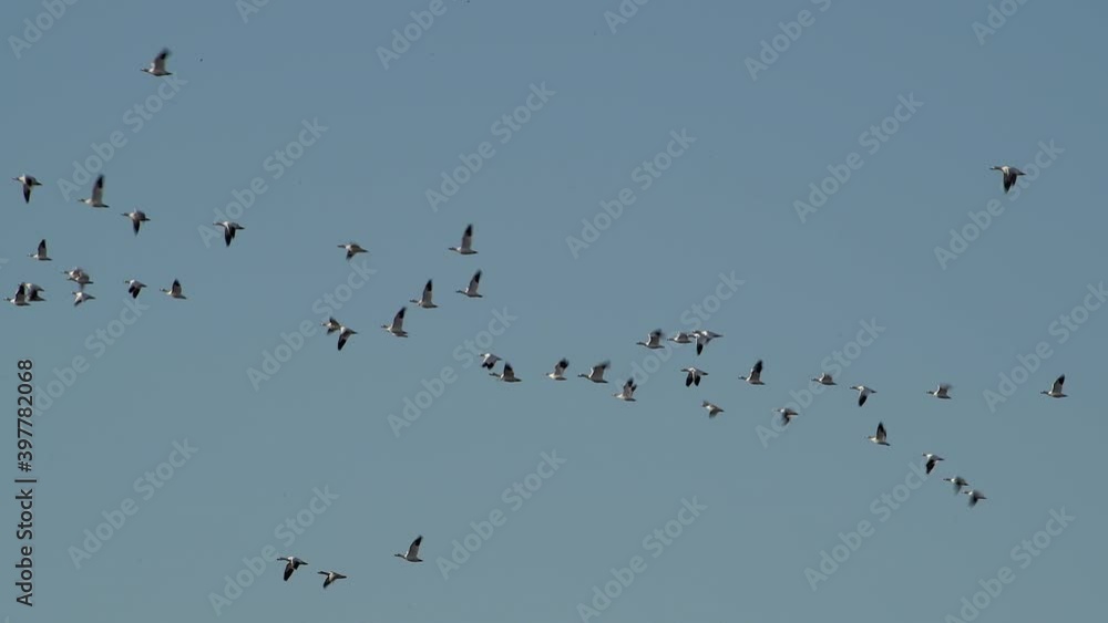Huge flock of light snow geese fly through the blue sky over the wetlands of Bitter Lake Wildlife Refuge on the Central Flyway in New Mexico USA. High quality 4k video footage. Huge flock of light snow geese fly through the blue sky over the wetlands of Bitter Lake Wildlife Refuge on the Central Flyway in New Mexico USA. High quality 4k video footage.