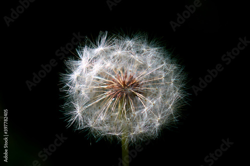  dandelion, flower, nature, seed, plant, spring, white, macro, green, weed, summer, seeds, blowing, wind, flowers, black, grass, fluffy, flora, head, close-up, stem, close-up