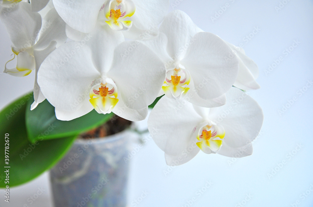 Obraz premium White flowering orchid in a transparent pot on white background