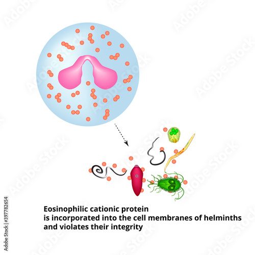Eosinophilic cationic protein is incorporated into the membranes of helminth cells and disrupts their integrity. Eosinophil is a blood cell. Vector illustration on isolated background