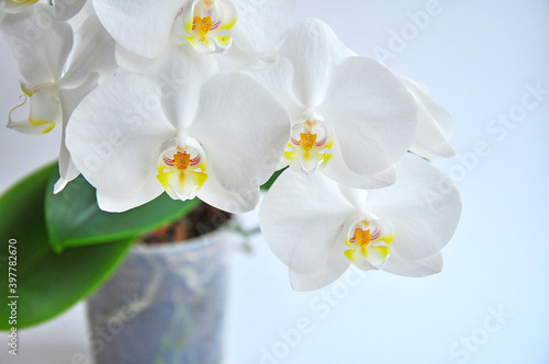 Fototapeta Naklejka Na Ścianę i Meble -  White flowering orchid in a transparent pot on white background