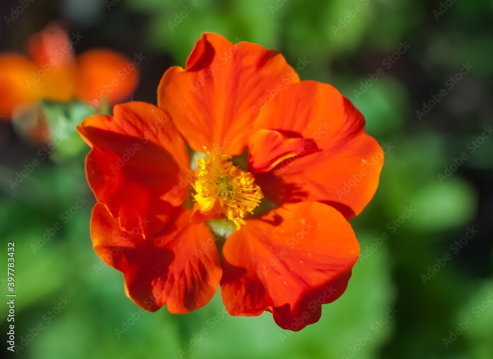 Flower Geum coral closeup on green background Flower Geum coral closeup on green background