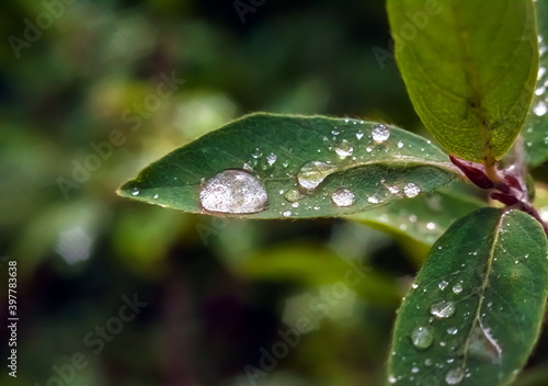 Water drops after rain on the leaves of plants