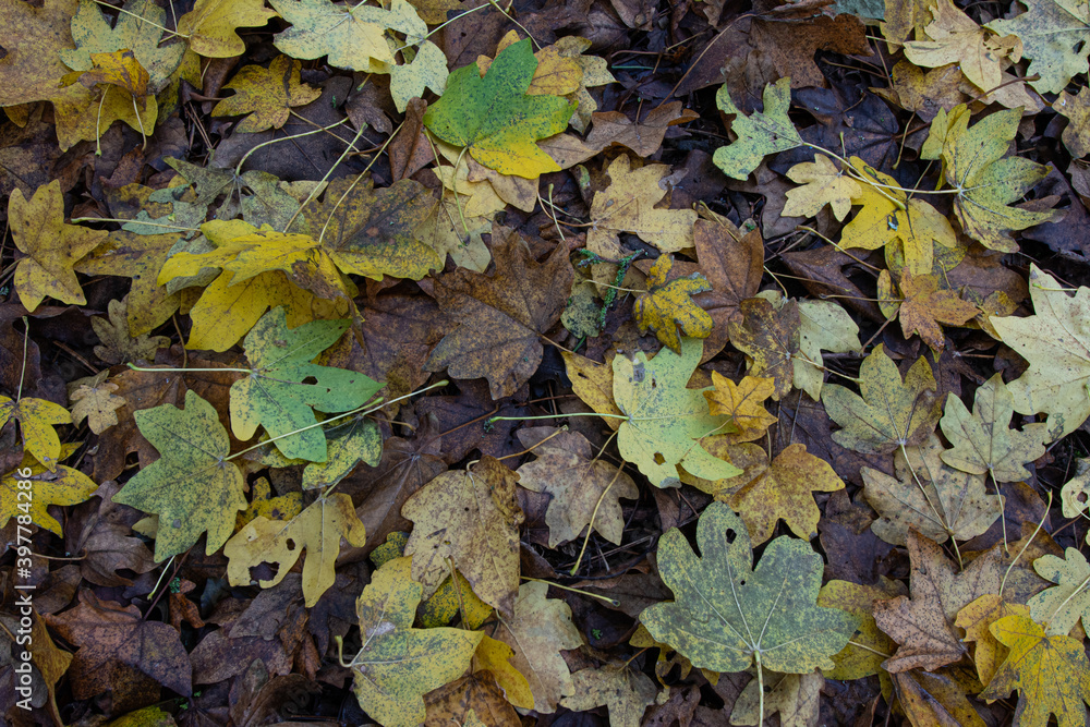 autumn leaves on the ground autumn leaves on the ground