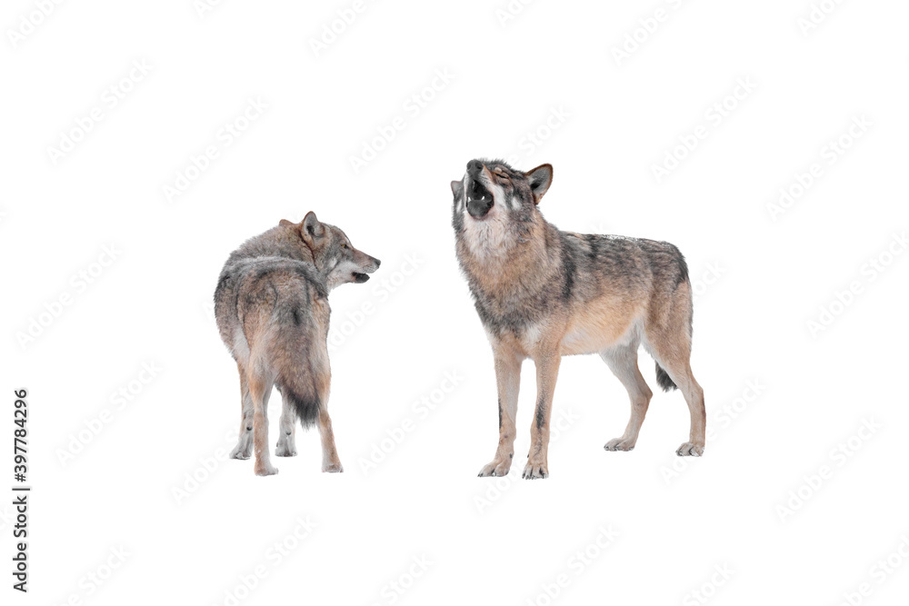 Fototapeta premium howling wolf and she-wolf isolated on white background