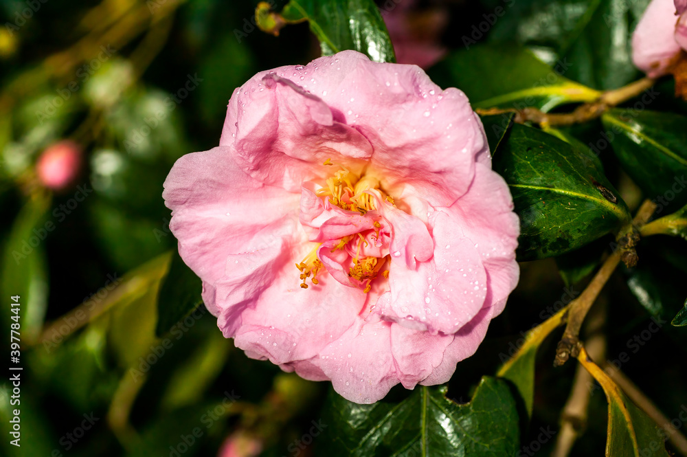 Camellia x Williamsii 'Exaltation' a spring summer shrub plant with a winter springtime pink flower stock photo image Camellia x Williamsii 'Exaltation' a spring summer shrub plant with a winter springtime pink flower stock photo image
