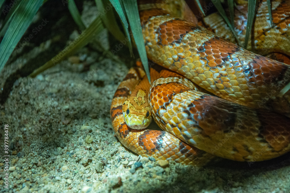 Obraz premium The North American corn snake (Pantherophis guttatus)