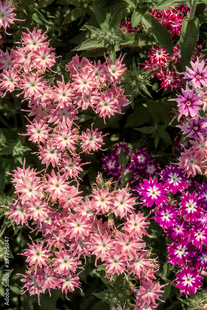 Annual Phlox (Phlox drummondii) in garden