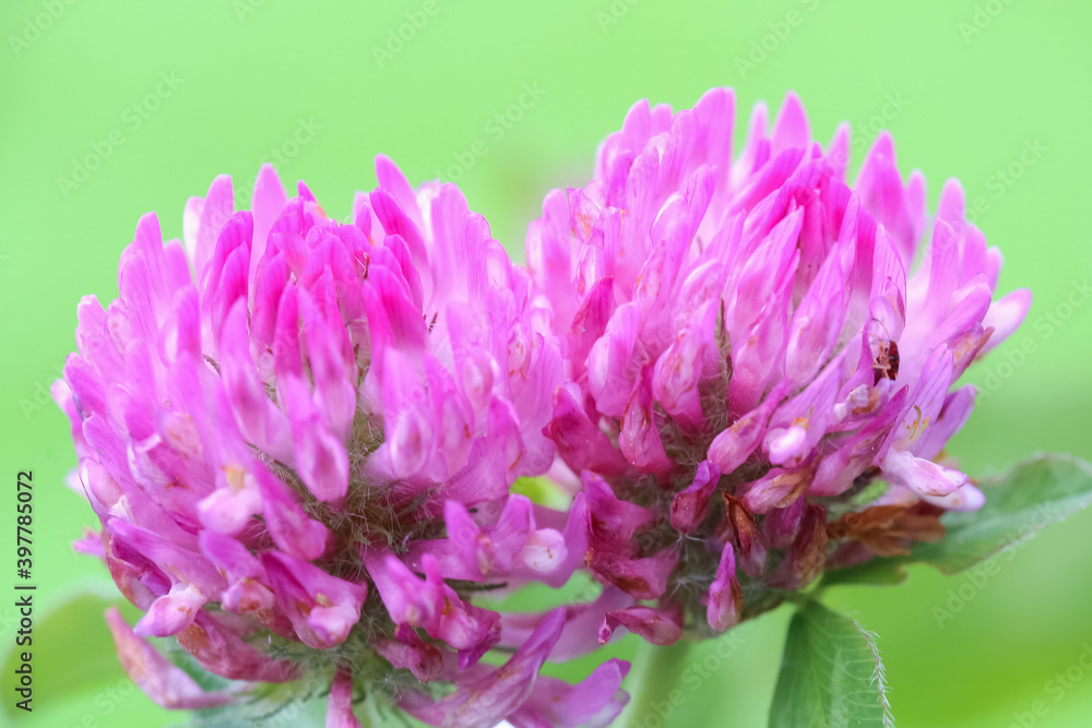 Clover Clover