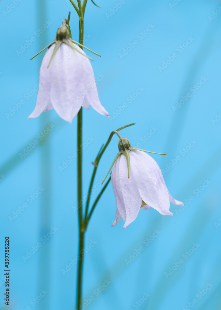 Bellflower Bellflower