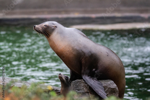 Seal in his enclosure and basking in the sun