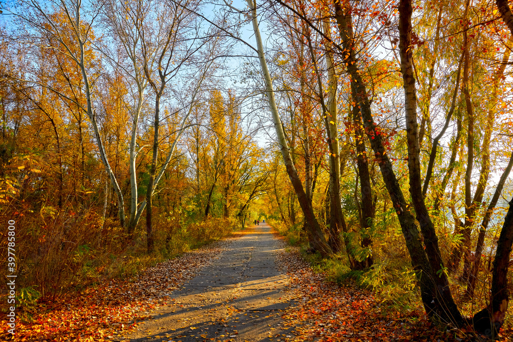 Fototapeta premium park deer, autumn, forest, road, fall, tree, nature, landscape, trees, park, leaves, path, yellow, leaf, woods, foliage, season, orange, tree, red, green, sky, outdoors, October, Colorful, sunny