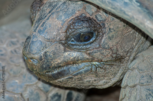Head of Giant grey turtle in natural conditions, close up.