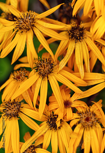 Ligularia dentata Desdemona, family Astrovidae (Asteraceae). Yellow floral background. Close up. photo