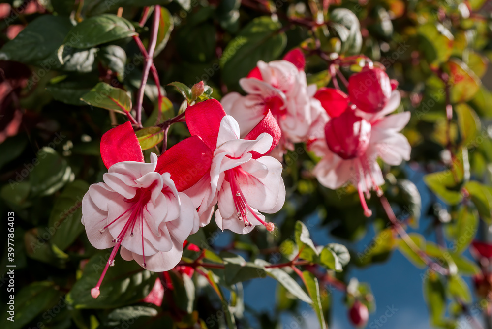 Fuchsia (Fuchsia hybrida) in greenhouse Fuchsia (Fuchsia hybrida) in greenhouse