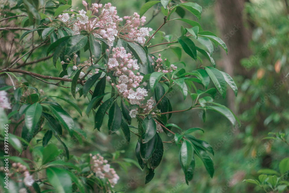 Fototapeta premium Spring background with branch with little pink and white flowers and green leaves and bokeh
