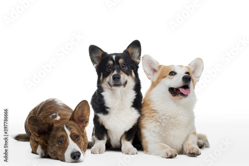 three dogs on a white background. Different colors of welsh corgi pembroke and cardigan together. Happy pets