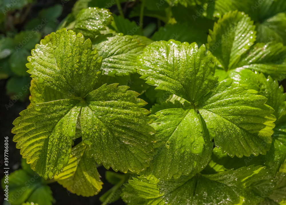 Morning dew drops on strawberry leaves closeup