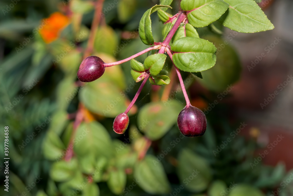 Obraz premium Fuchsia (Fuchsia hybrida) in greenhouse