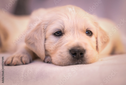 Tiny sweet newborn puppies of a golden retriever. Christmas mood.