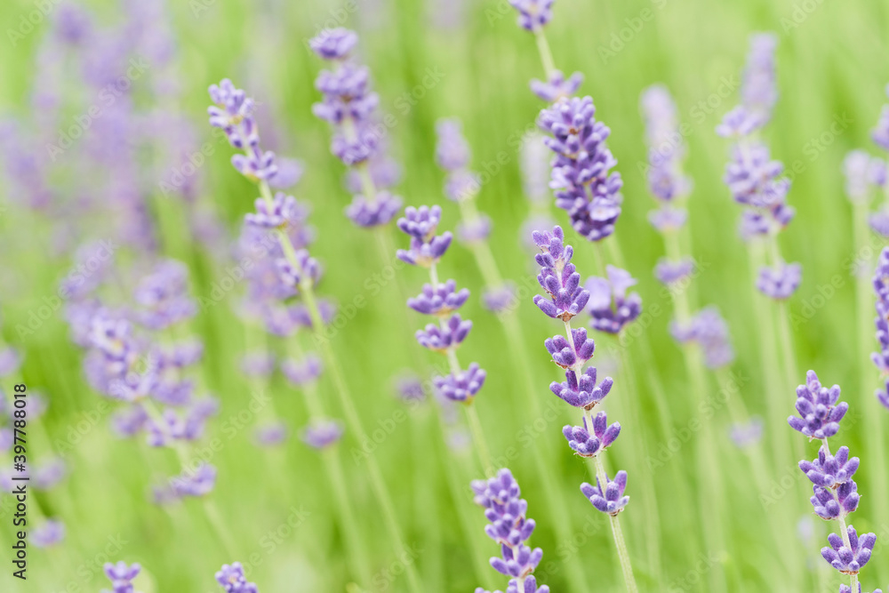 Lavender flower head close up. Bright green natural background.
Lavender flower head close up. Bright green natural background.