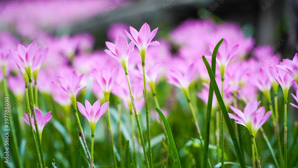 Beautiful little pink soil lotus petals on fresh green linear leaves, beautiful little bright petals under the morning sun, small ground cover plants,petite groundcover plant for landscape design Beautiful little pink soil lotus petals on fresh green linear leaves, beautiful little bright petals under the morning sun, small ground cover plants,petite groundcover plant for landscape design