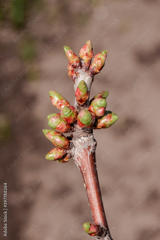 Sweet Cherry (Prunus avium) in orchard Sweet Cherry (Prunus avium) in orchard