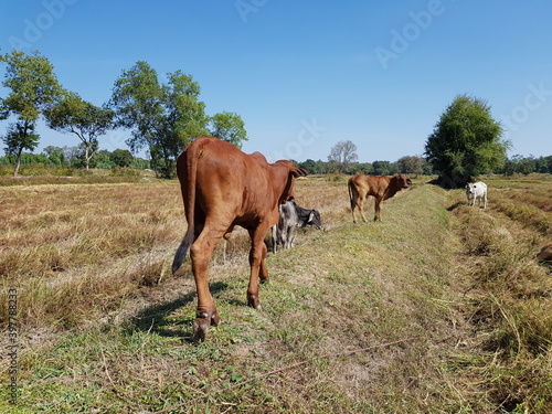 A herd of cows is walking along the fields to graze.