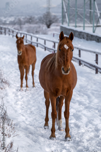 horses in winter © Александр Ульман