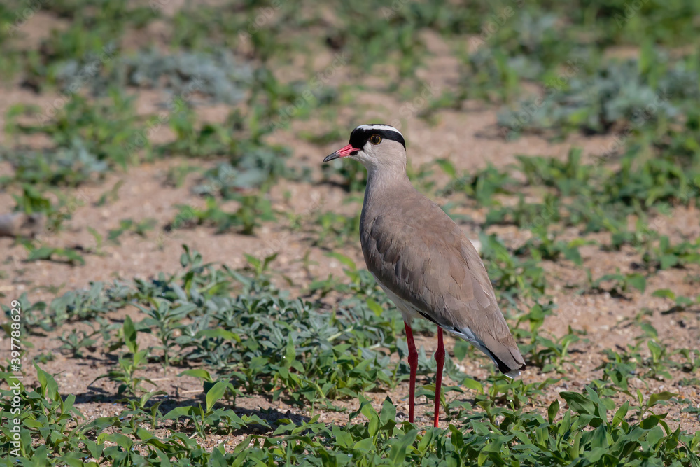 Vanellus coronatus Vanellus coronatus