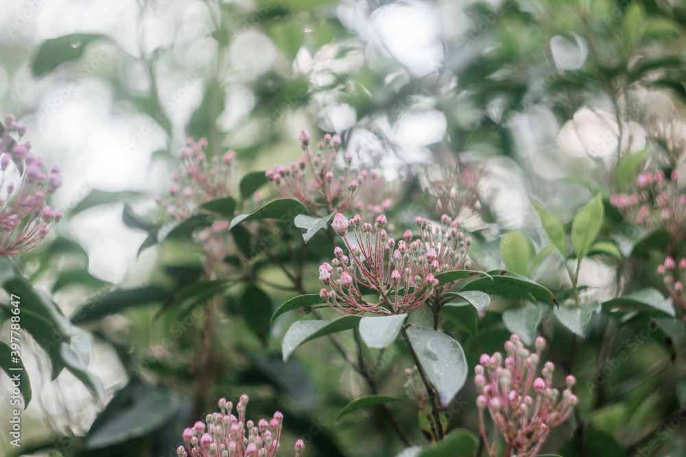 White small flowers on a beautiful bright bokeh background White small flowers on a beautiful bright bokeh background