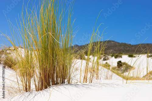 Fototapeta Naklejka Na Ścianę i Meble -  Coastal sand dune landscape of Fish Hoek, Cape Town