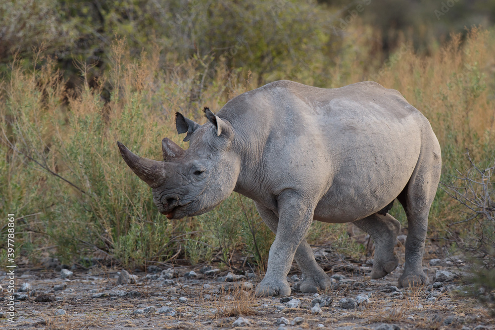 Obraz premium Diceros bicornis