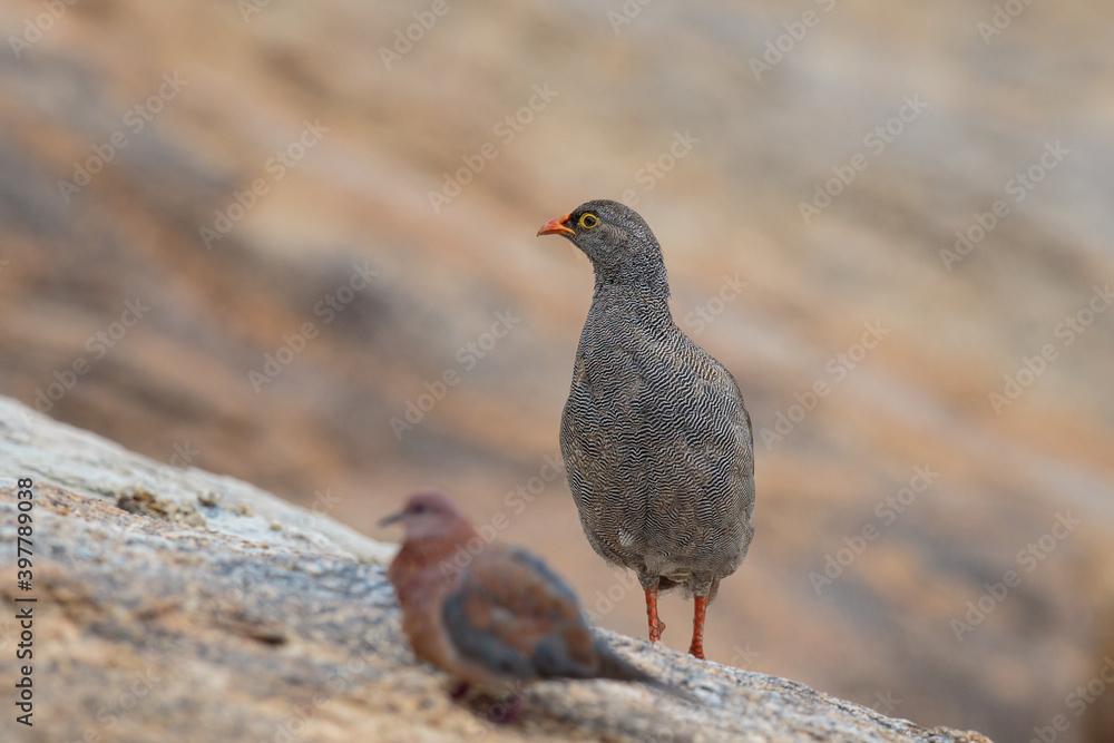 Obraz premium Pternistis adspersus